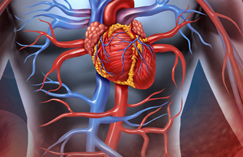 Prescription medications that are used to control heart